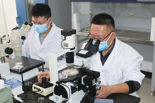 通辽市全链升级夯实“肉牛重镇”地位