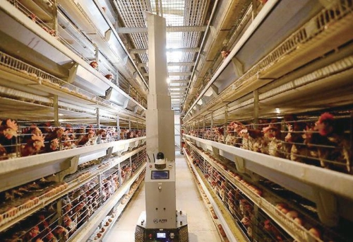 鸡舍里的机器人“饲养员”